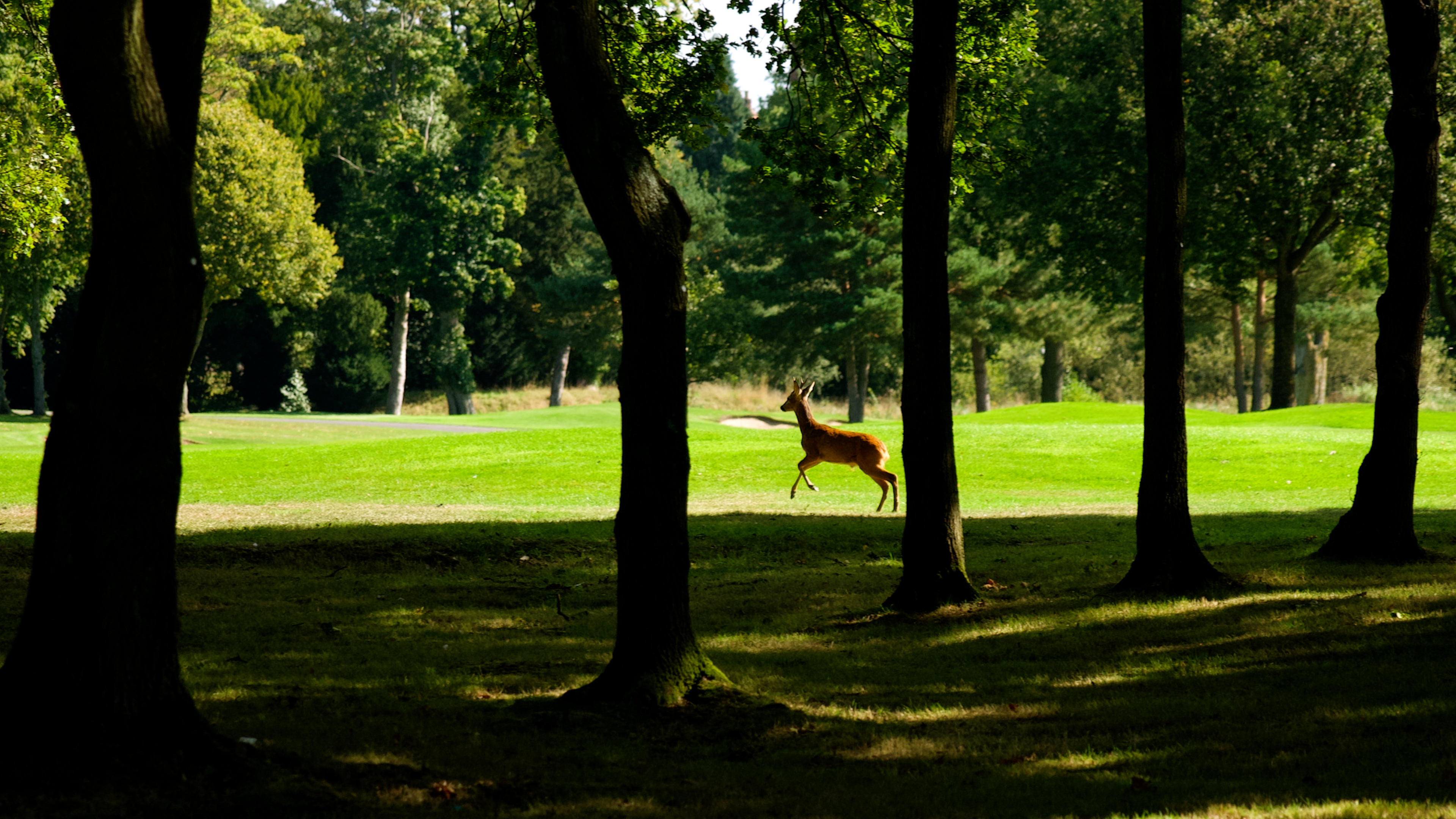 Stoke Park grounds